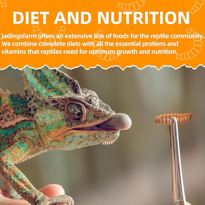 6 Pack Canned Black Soldier Fly Larvae for Reptiles, Fish, Birds and Small Animals, BSF, Healthy High Protein Treat, Reptile Bird Fish Food 7.2 Ounces Total