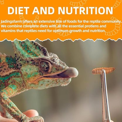 6 Pack Canned Black Soldier Fly Larvae for Reptiles, Fish, Birds and Small Animals, BSF, Healthy High Protein Treat, Reptile Bird Fish Food 7.2 Ounces Total