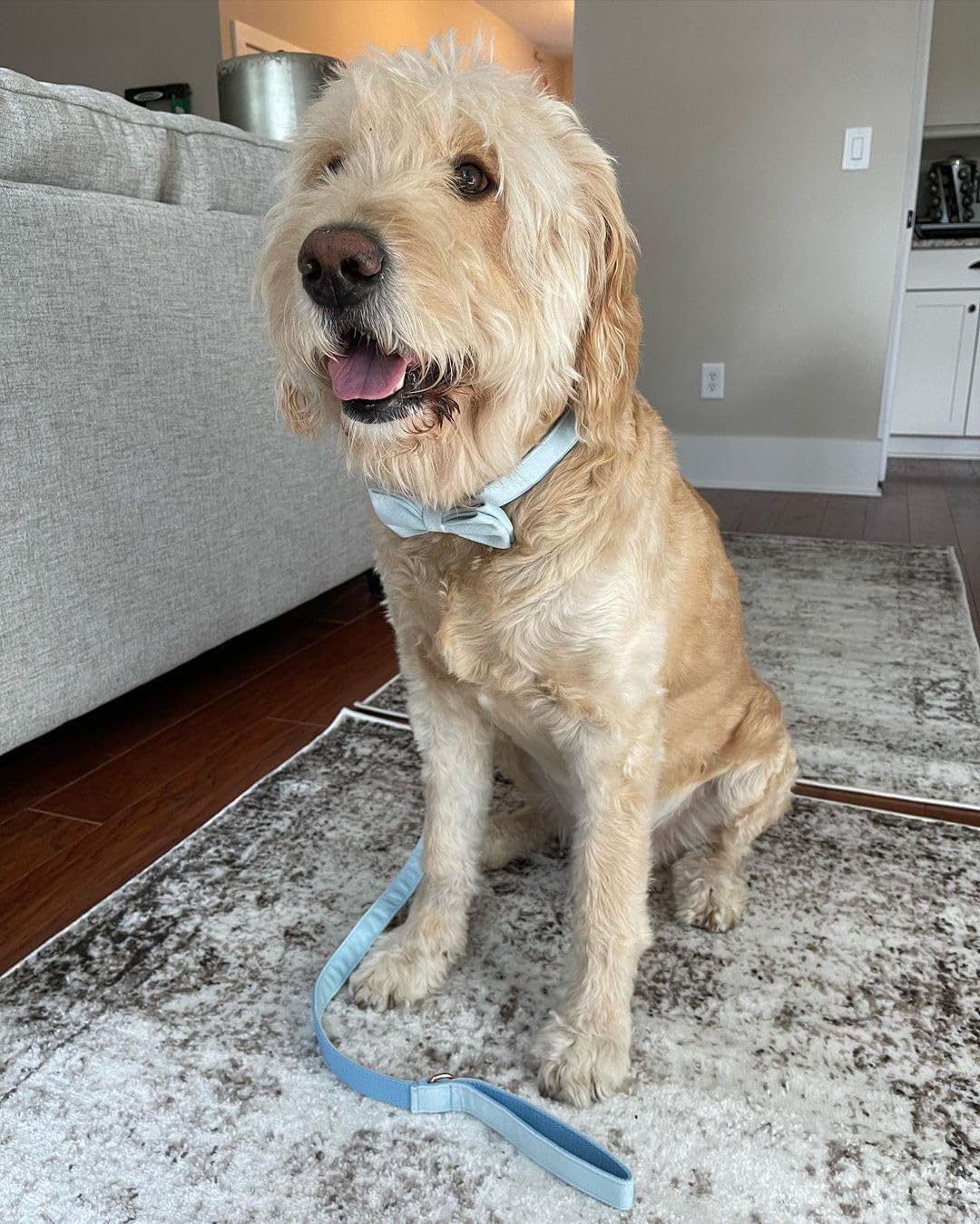 PETDURO Personalized Dog Collar Sky Blue Soft Velvet for Large Medium Small Boy Girl Dogs - Custom Collar with Name Phone Number Engraved on Gold Metal Buckle - Add Leash Bow Set via Customize Now