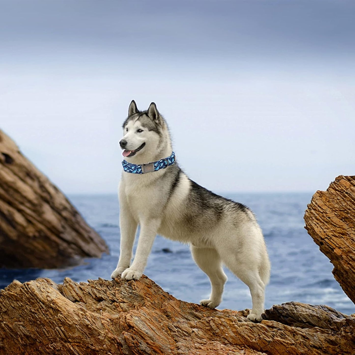 Elegant little tail Dog Collar, Blue Shark Pattern Pet Collar Durable Cute Dog Collars Male or Female Pet Gift Adjustable Dog Collar for Small Dogs