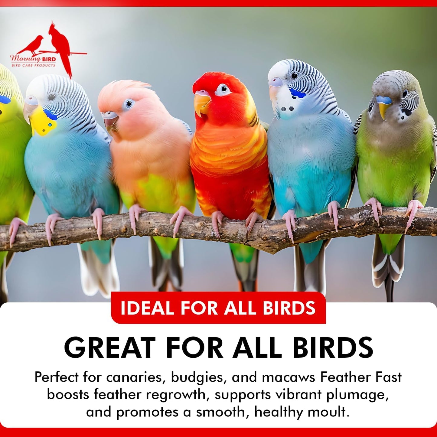 Morning Bird Feather Fast 3 lbs – Multi-Vitamin During Molt - Molting Support Supplement for Bird – Amino Acid & Vitamin Powder Formula– Promotes Feather Growth, and Full Plumage – for All Adult Birds