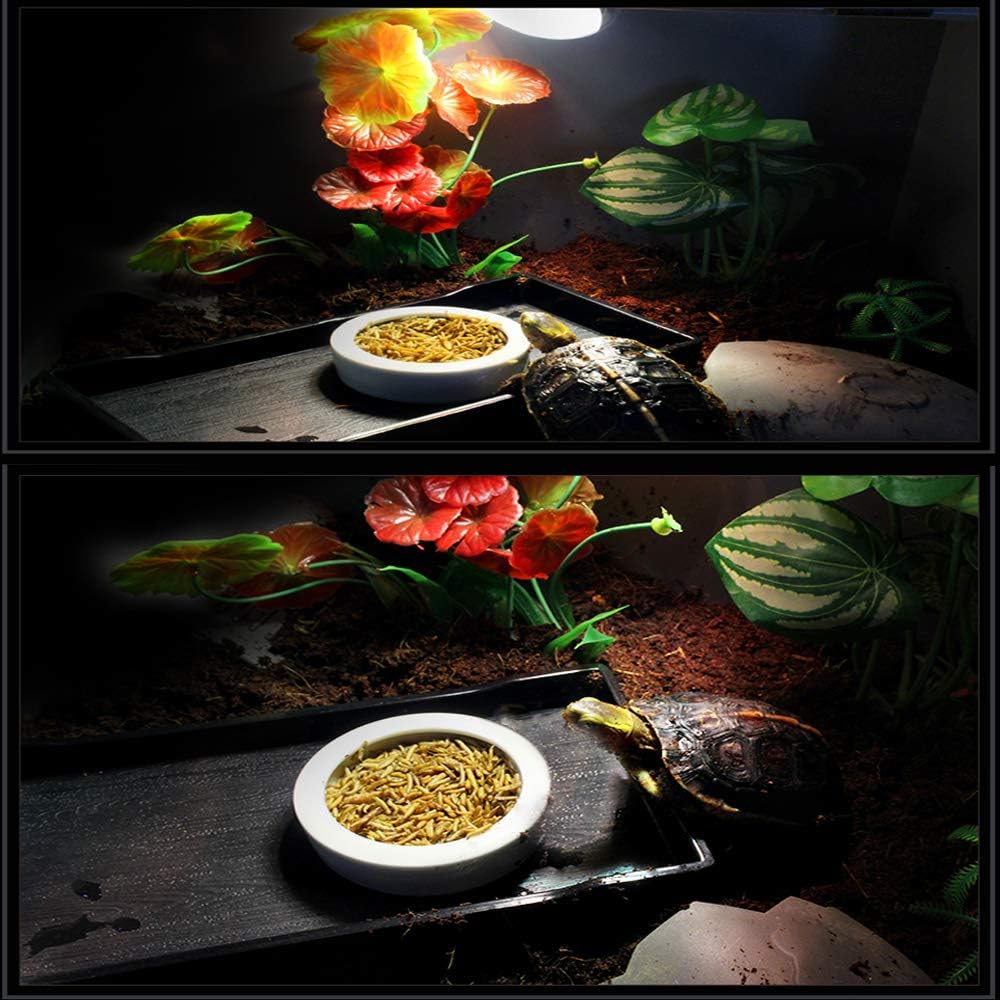 Tfwadmx 2 Pack Reptile Food Bowl, Mini Ceramic Water Feeder Bowl, Reptile Worm Feeding Dish for Lizard Turtle Bearded Dragon Anoles Crested Gecko Hermit Crab Leopard Gecko Chameleon Corn Snake