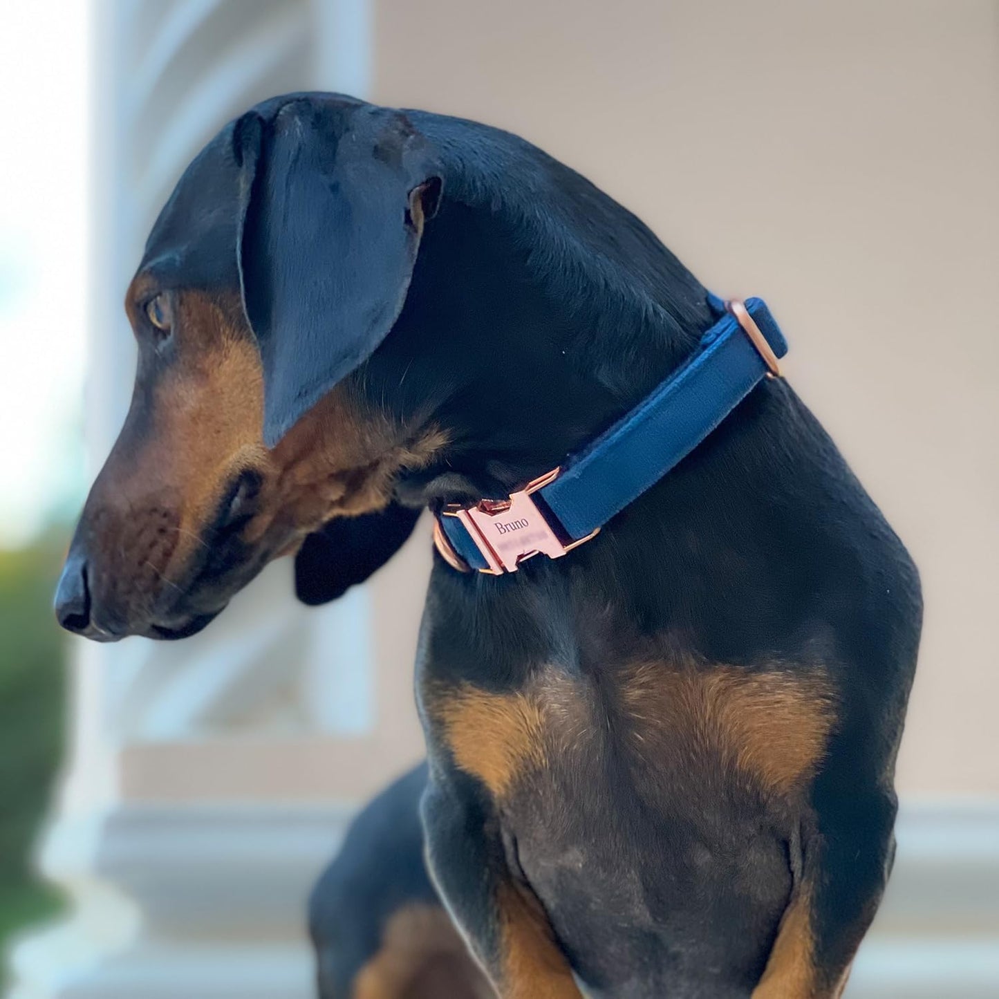 PETDURO Personalized Dog Collar Navy Blue Soft Velvet for Large Medium Small Boy Girl Dogs - Custom Collar with Name Phone Engraved on Rose Gold Metal Buckle - Add Matching Leash Set via Customize Now