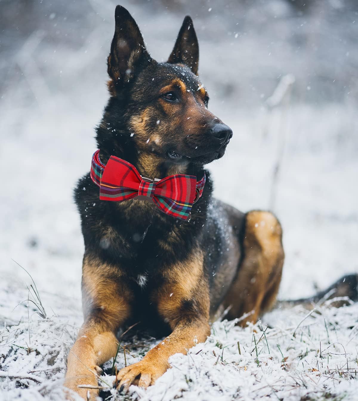 DOGWONG Christmas Dog Collar with Bow tie, Red Plaid Dog Collar Soft Durable Adjustable Cotton Red Tartan Gingham Puppy Collar for Small Medium Large Dog
