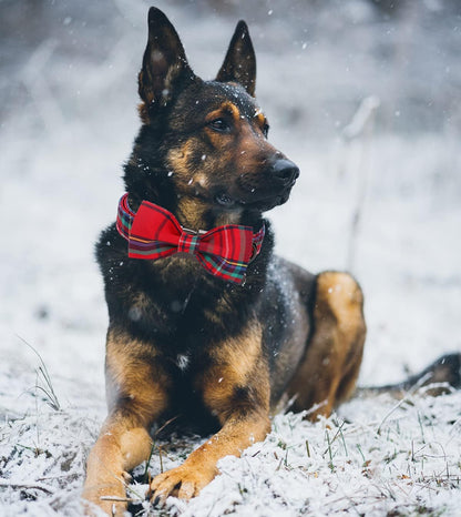 DOGWONG Christmas Dog Collar with Bow tie, Red Plaid Dog Collar Soft Durable Adjustable Cotton Red Tartan Gingham Puppy Collar for Small Medium Large Dog