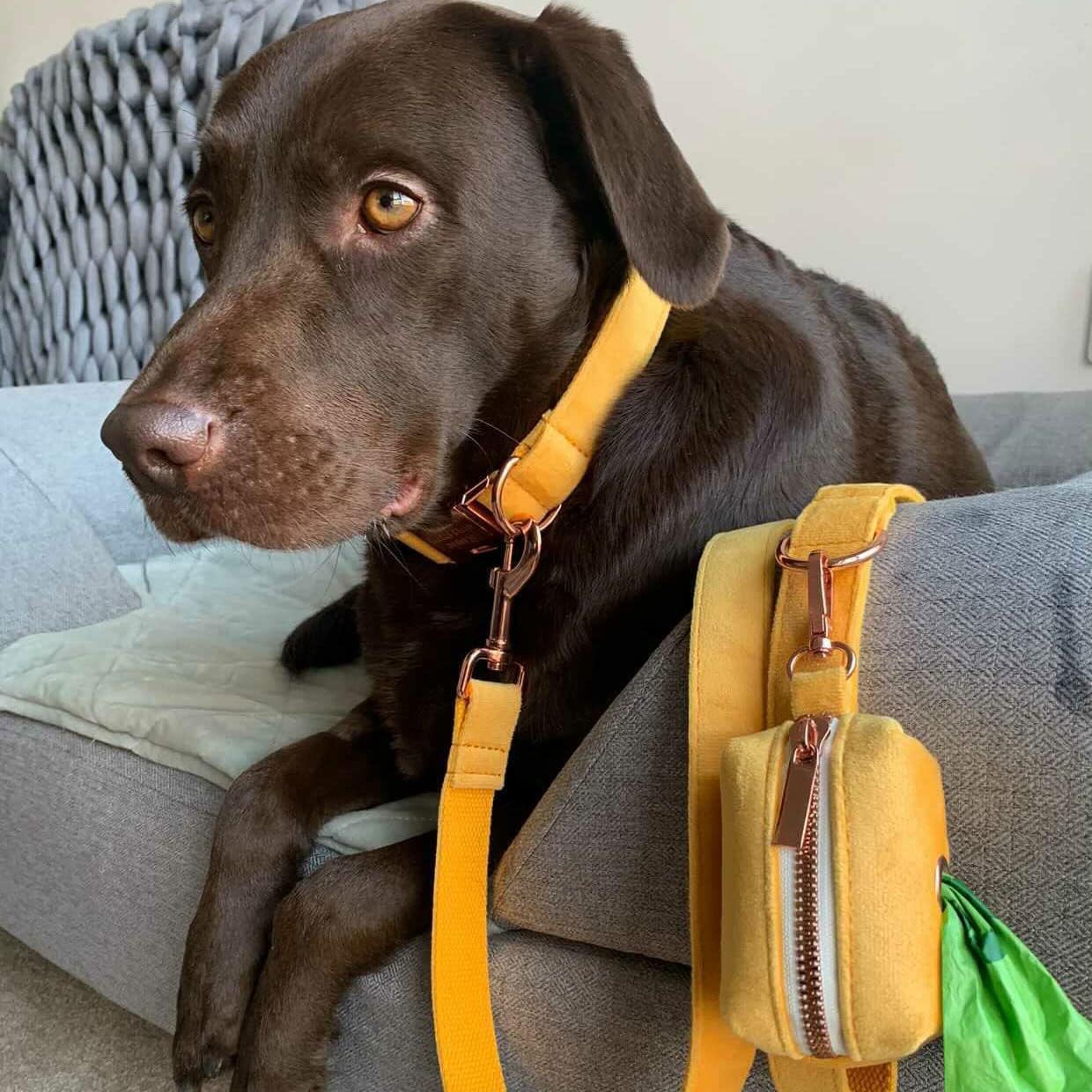 PETDURO Personalized Dog Collar Ginger Soft Velvet for Large Medium Small Boy Girl Dogs - Custom Collar with Name Phone Number Engraved on Rose Gold Metal Buckle - Add Leash Bow Set via Customize Now