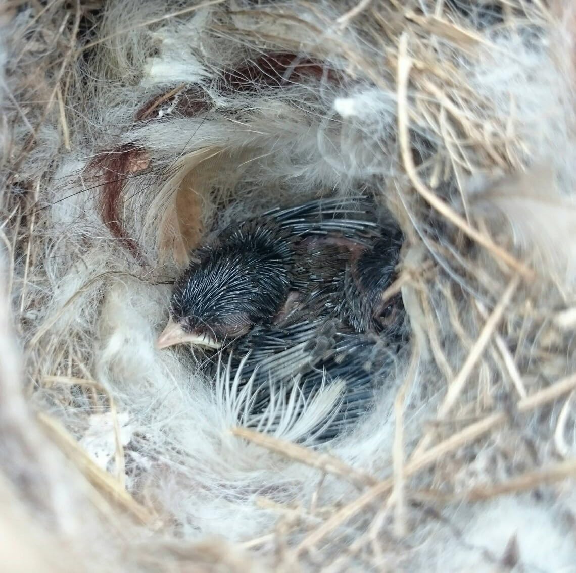 Bird Nesting Material, Hummingbird Nesters, Natural Alpaca Wool Material for Wild Birds, Design for Bird Lover Gifts, Bird Watching Gifts, Refillable Outdoor Bird Nesting Station