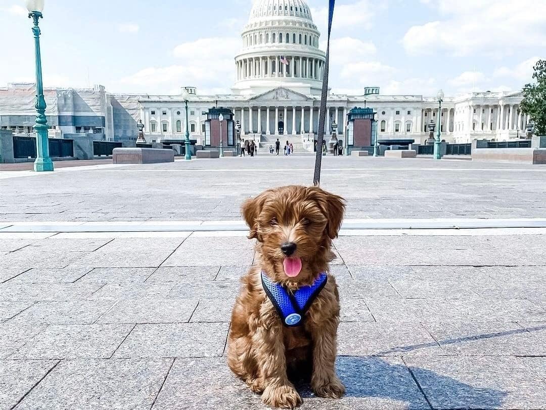 Gooby Comfort X Head In Harness - Blue, X-Large - No Pull Small Dog Harness Patented Choke-Free X Frame - Perfect on the Go Dog Harness for Medium Dogs No Pull or Small Dogs for Indoor and Outdoor Use