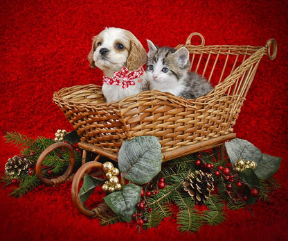 DOGWONG Christmas Dog Collar with Flower, Red Santa Claus Dog Collar Soft Durable Adjustable Cotton Puppy Collar for Small Medium Large Dog