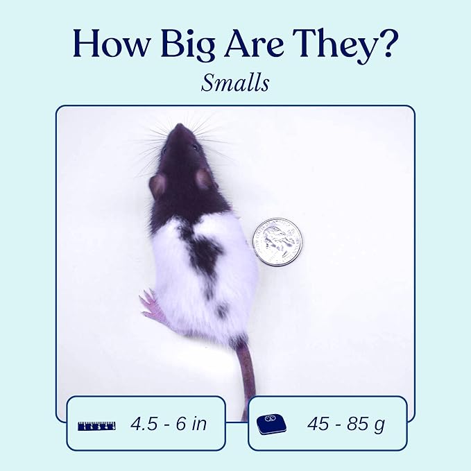 MiceDirect EST. 2003 40 Frozen Rat Small Feeders Snake Food for Adult Ball Pythons and Red Tail Boas Lizards Monitors (4.5-6 in)(1800 Grams Min)