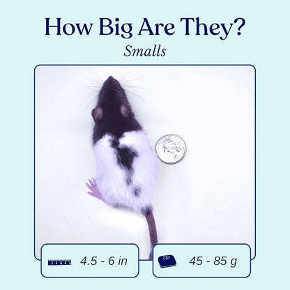 MiceDirect Frozen Rat Smalls Feeder Food Adult Ball Pythons Adult Red Tail Boas Monitors Lizards (4.5-6 in (Pack of 75))