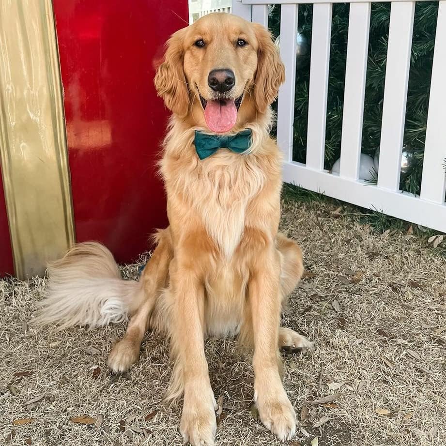 PETDURO Custom Dog Collar Personalized with Name Engraved Rose Gold Metal Buckle for Large Medium Small Dogs - Soft Cute Velvet Dog Leash and Bow Tie Available (Christmas Green RG, XL)
