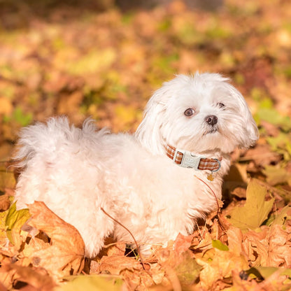 Fall Plaid Dog Collar with Maple Leaf Charm – Adjustable Autumn Checkered Dog Collar for Small Medium Large Dogs, Soft Cotton Puppy Collars with Quick Release Buckle and Metal D-Ring