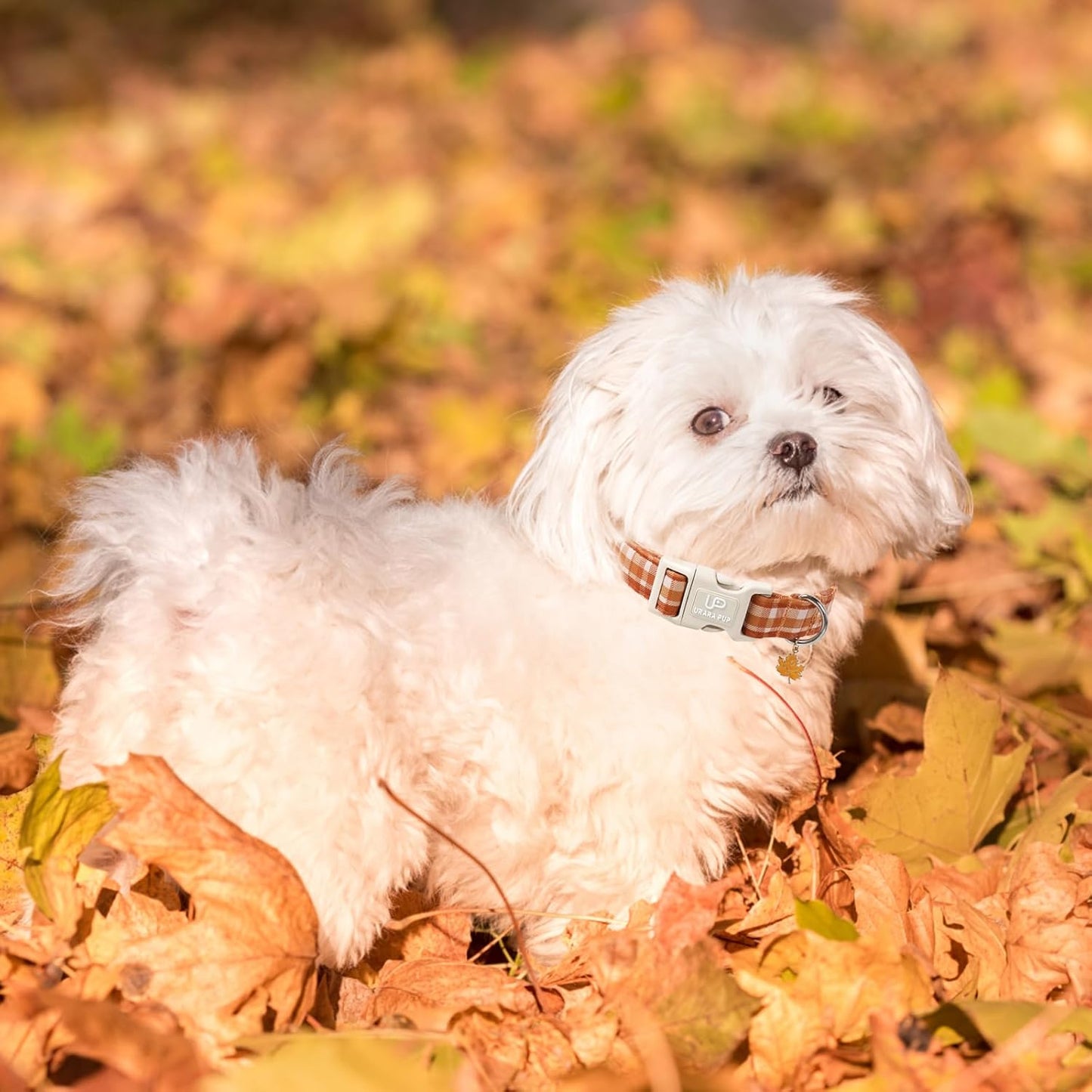 Fall Plaid Dog Collar with Maple Leaf Charm – Adjustable Autumn Checkered Dog Collar for Small Medium Large Dogs, Soft Cotton Puppy Collars with Quick Release Buckle and Metal D-Ring
