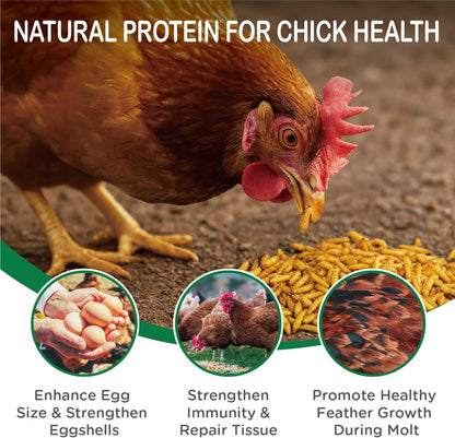 Dried Black Soldier Fly Larvae 10 LB, High Protein Natural Non-GMO More Calcium Than Mealworms Chicken Feed & Bird Food, Treats for Laying Hen, Ducks, Wild Birds