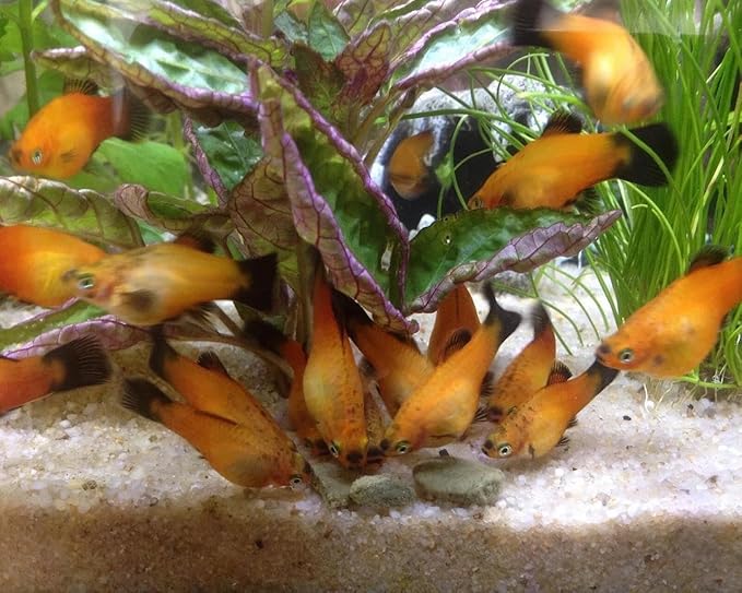 Aquatic Foods Inc. 3.5mm - 1/8" Micro Sinking Wafers of Algae, Spirulina, Veggies for All Tropical Fish, African Cichlids, Shrimp, Snails, Crabs, Catfish, Small Plecos…1-lb 4.3oz Clear Bag