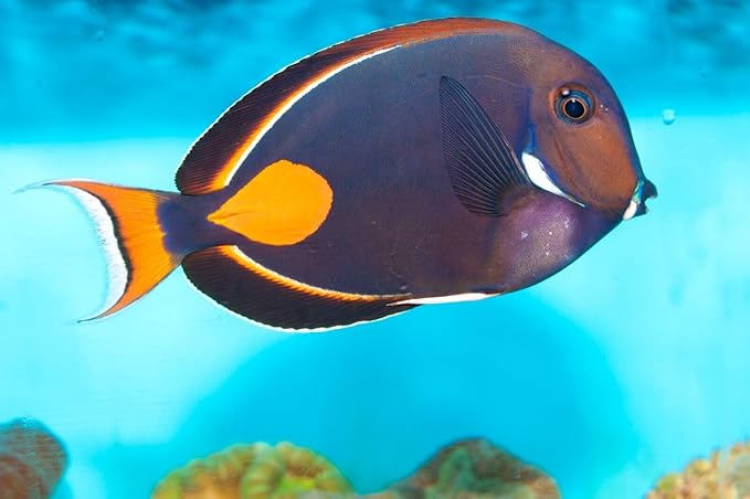 Aquatic Foods Inc. Marine Fish Flakes of Red & Green Algae, Seaweeds for Tangs, Butterflies, Angelfish, Anthias, Clown Fish, Damsels...WL…2-lbs Poly Bag