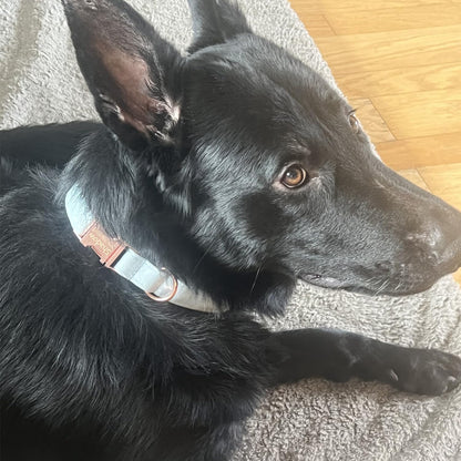 PETDURO Custom Dog Collar Personalized with Name Engraved Quick Release Rose Gold Metal Buckle for Large Medium Small Girl Dogs - Dog Leash and Bow Tie Available - Soft Comfy Velvet (Sky Blue, XS)