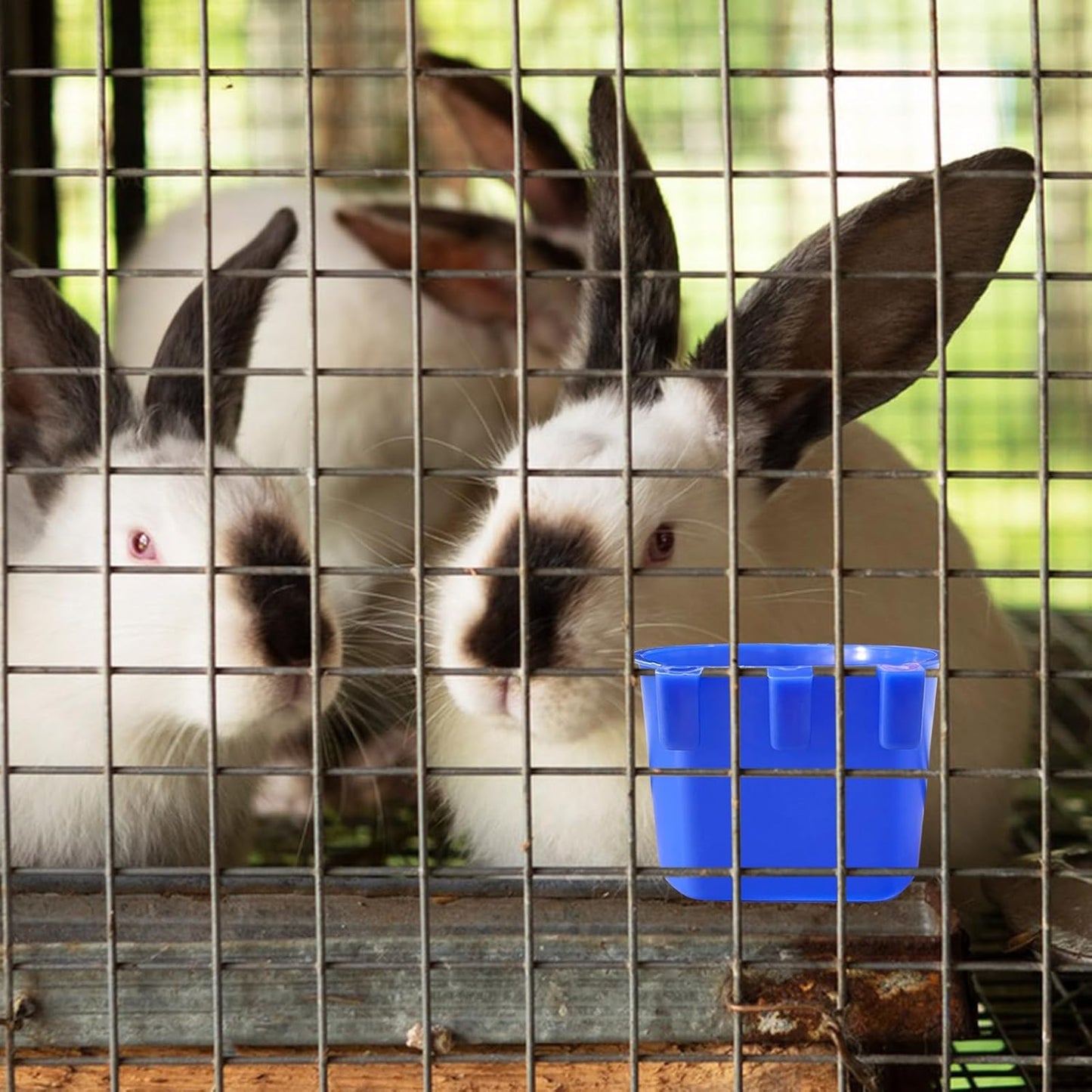 Rainmae 50 Pcs Cage Cups Birds Hanging Feeders Chicken Water Cups Bird Food Bowl 8 oz Plastic Bird Water Dispenser for Small Coop Parrot Parakeet Pet Poultry Pigeon Gamefowl Seed Bowl Supplies (Blue)