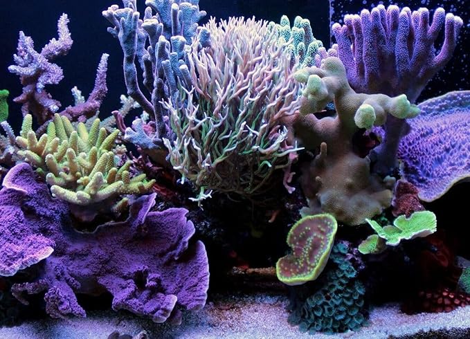 Aquatic Foods Inc. Rotifers Powder-Micro Bits Fry & Baby Food, for Freshwater & Marine Fish, Corals, Anemones, All Tiny Nano Fish, Fry & Babies, 1.3oz Med Squeeze Bottle