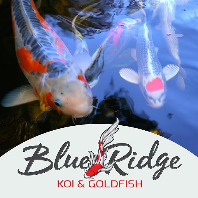 Blue Ridge Fish Food [50lb], Probiotic Plus 3/16" Floating Pellet, Koi and Goldfish