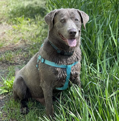 PUPTECK No Pull Dog Harness Soft Adjustable Basic Nylon Step in Puppy Vest Outdoor Walking with ID Tag