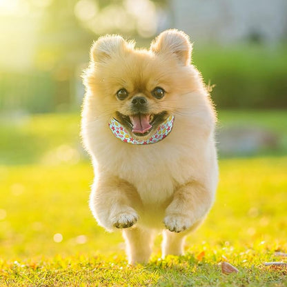 Starfish Coral Ocean Dog Collar Pet Neck Strap for Small Medium Large Dogs Soft Adjustable Buckle