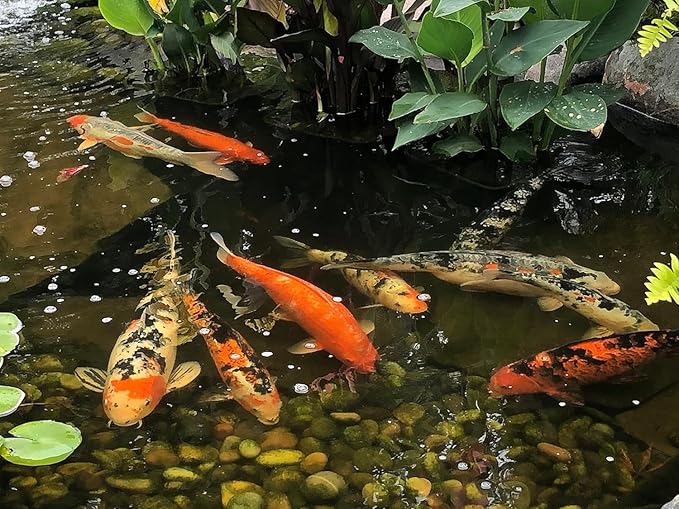 EasyPro PC1 Platinum Koi & Goldfish Food, 20 oz