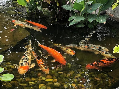 EasyPro PC1 Platinum Koi & Goldfish Food, 20 oz