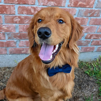 PETDURO Custom Dog Collar Personalized with Name Engraved Quick Release Rose Gold Metal Buckle for Large Medium Small Girl Dogs - Dog Leash and Bow Tie Available - Soft Comfy Velvet (Dark Blue, XS)