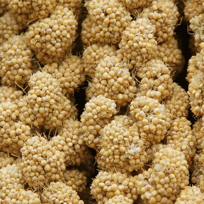 Jmxu's 2LB Spray Millet Treat for Birds Parakeets, Natural Sun-Dried Birds Millet for Cockatiel, Finches, Parrots, Hamster