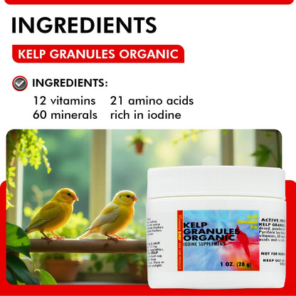Morning Bird Kelp Granules 1 Oz – Iodine Supplement for Birds – Supports Feather Growth, Molting & Metabolism – Rich in Amino Acids, Trace Minerals & Natural Vitamins – Clean Nutrition for All Birds
