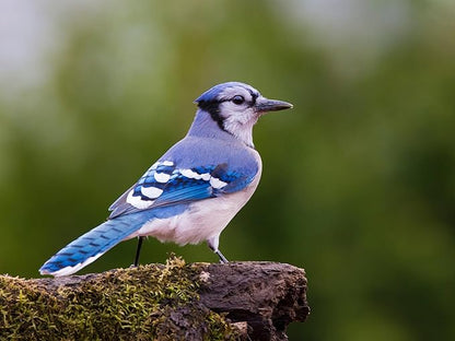 Birdseed Cylinders with Hole - Bird Seed for Outside Wild Birds (Small Cylinder, Tweet Treats 1pc)