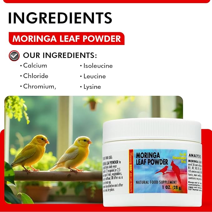 Morning Bird Moringa Leaf Powder 1 oz – Natural Food Supplement for Birds, Rich in Vitamins & Minerals, Boosts Immune System & Energy, Supports Healthy Feathers, Digestion, and Overall Avian Wellness