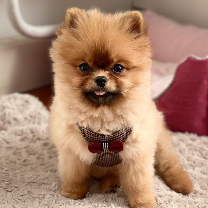 Puppytie No Pull Small Dog Harness with Multifunction Dog Leash,Lightweight Soft Adjustable No Choke Escape Proof Pet Harness Vest Pet Harness Vest,Knitted Brown,S