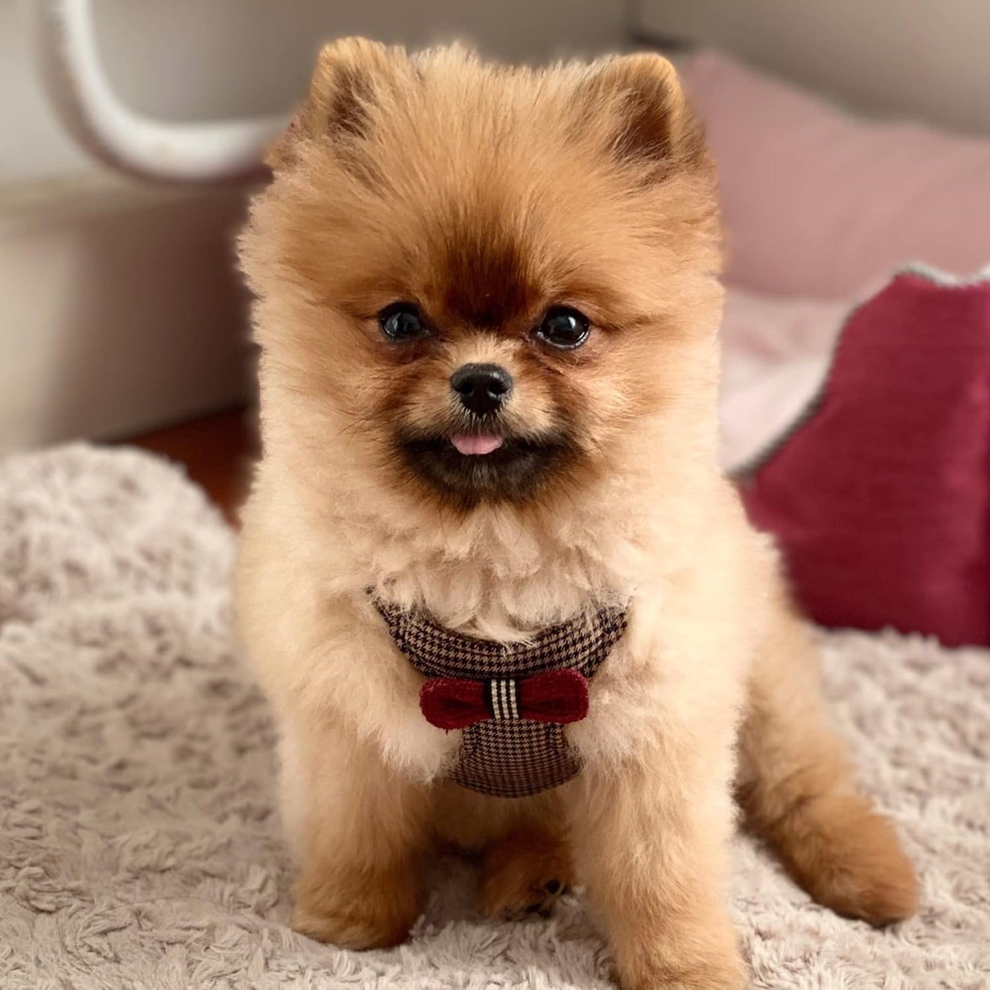 Puppytie No Pull Dog Harness with Multifunction Dog Leash,Soft Adjustable No Choke Escape Proof Pet Harness Vest for Medium Dogs,Knitted Brown,M