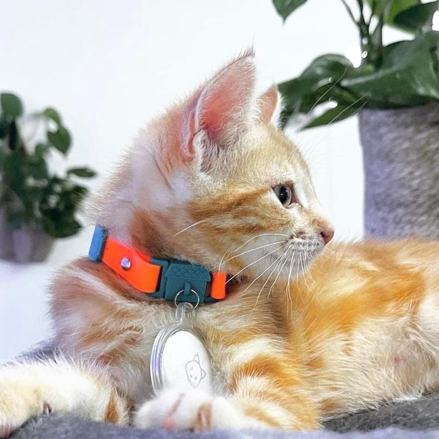 Kittyrama Tangerine Cat Collar with Bell. Cat Friendly Award Winner. Approved by Vets and Cat Experts. Breakaway Cat Collars Quick Release. Kitten Collar. Won't Rub Fur. Lightweight, Soft & Comfy
