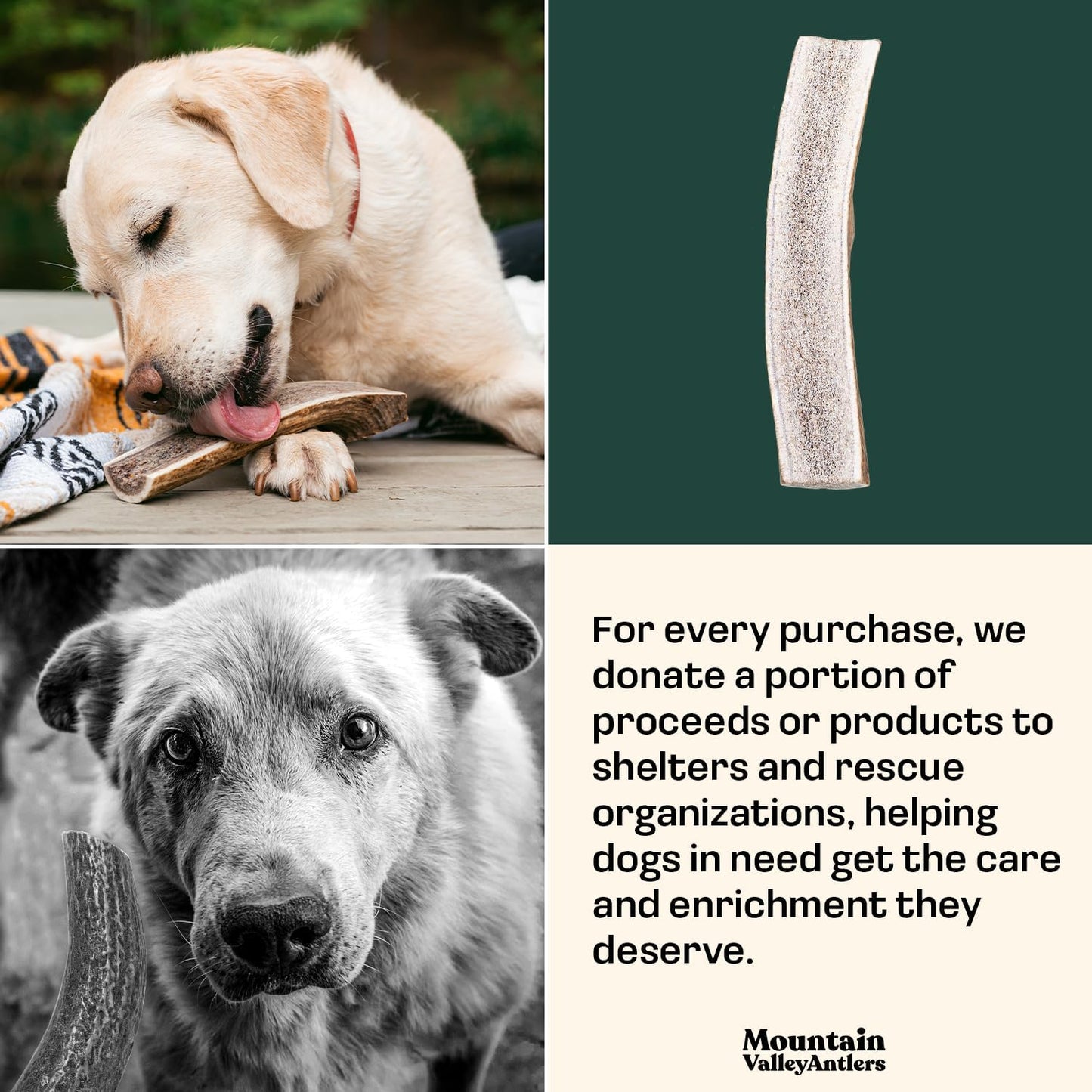 Mountain Valley Elk Antlers for Dogs - 100% Natural & Organic Chew for Aggressive Chewers, No Odor, No Mess, Long Lasting - Wild-Foraged Naturally Shed Antlers in USA - Grade A, Split Jumbo (1 Pack)