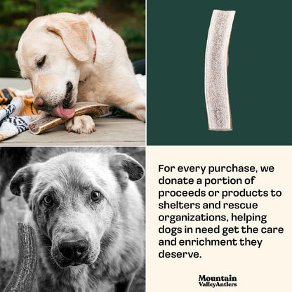 Mountain Valley Elk Antlers for Dogs - 100% Natural & Organic Chew for Aggressive Chewers, No Odor, No Mess, Long Lasting - Wild-Foraged Naturally Shed Antlers in USA - Grade A, Split Medium (1 Pack)