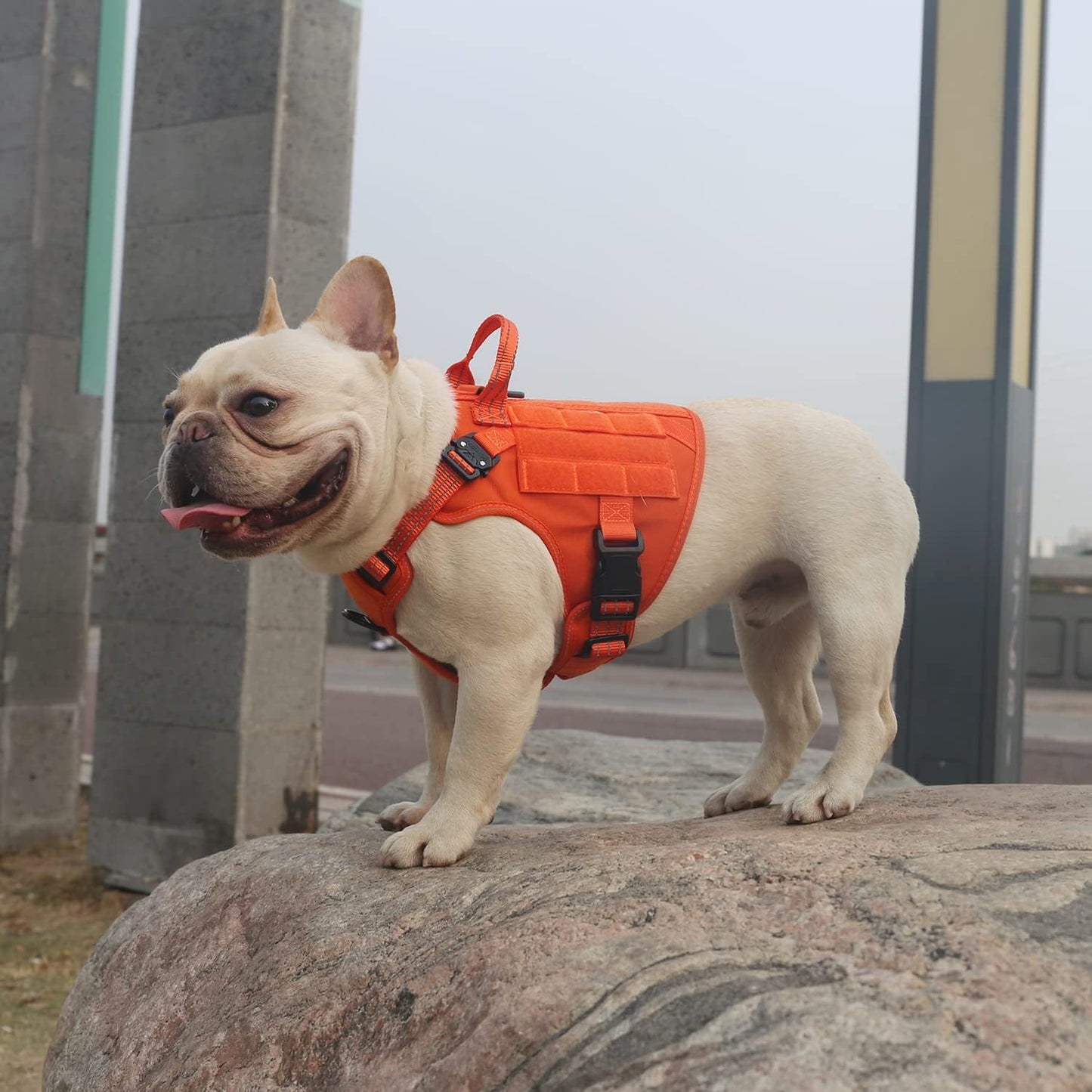 ICEFANG Tactical Dog Harness, Small Size,2X Metal Buckle,Working Dog MOLLE Vest with Handle,No Pulling Front Leash Clip,Hook and Loop Panel (Orange,S (Pack of 1))