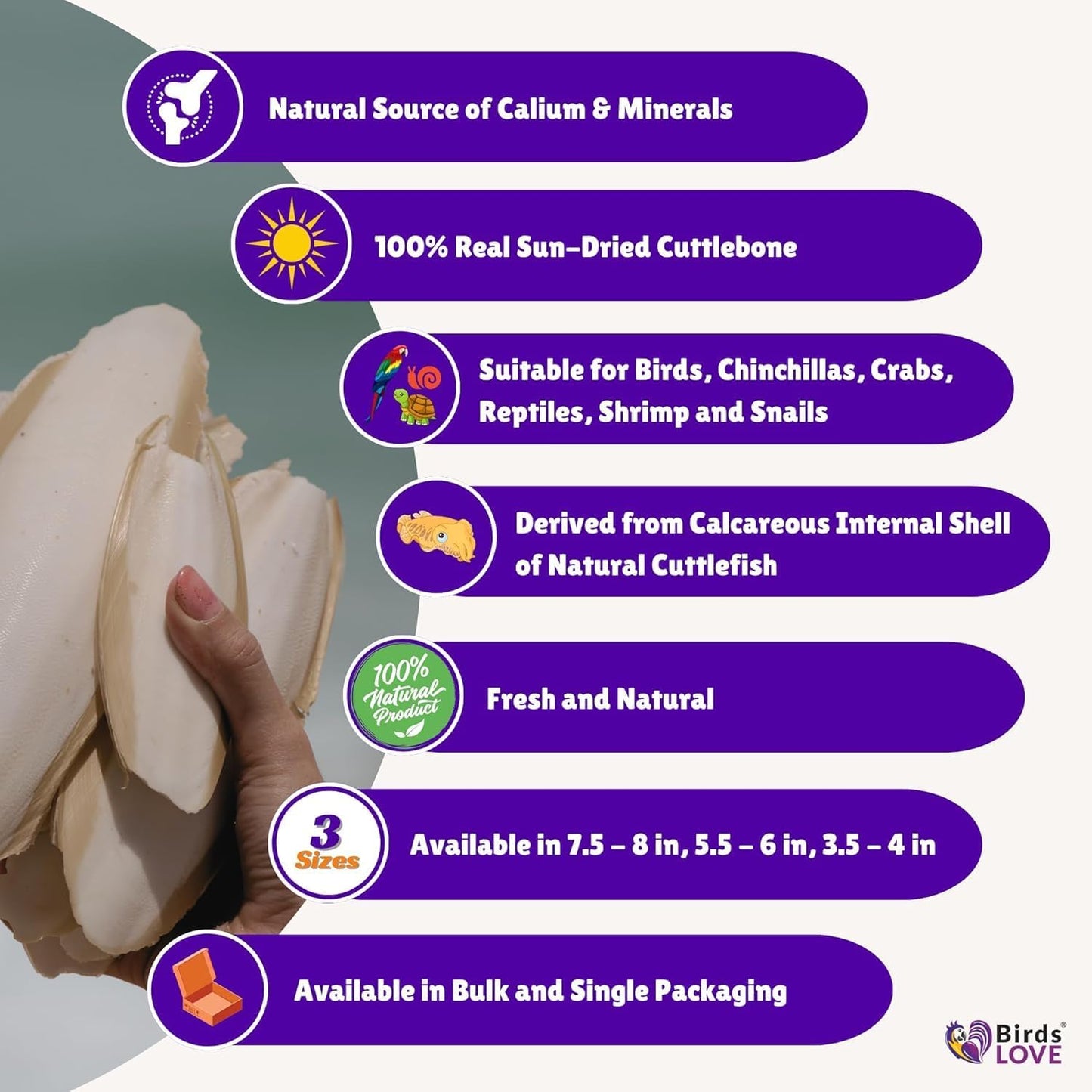 Birds LOVE Natural Cuttlebone | 100% Pure Sun-Dried Calcium Supplement for Birds, Tortoises, Snails & Crabs | Supports Beak & Shell Health | Easy to Chew | 6 Pack, Size 5.5 to 6"