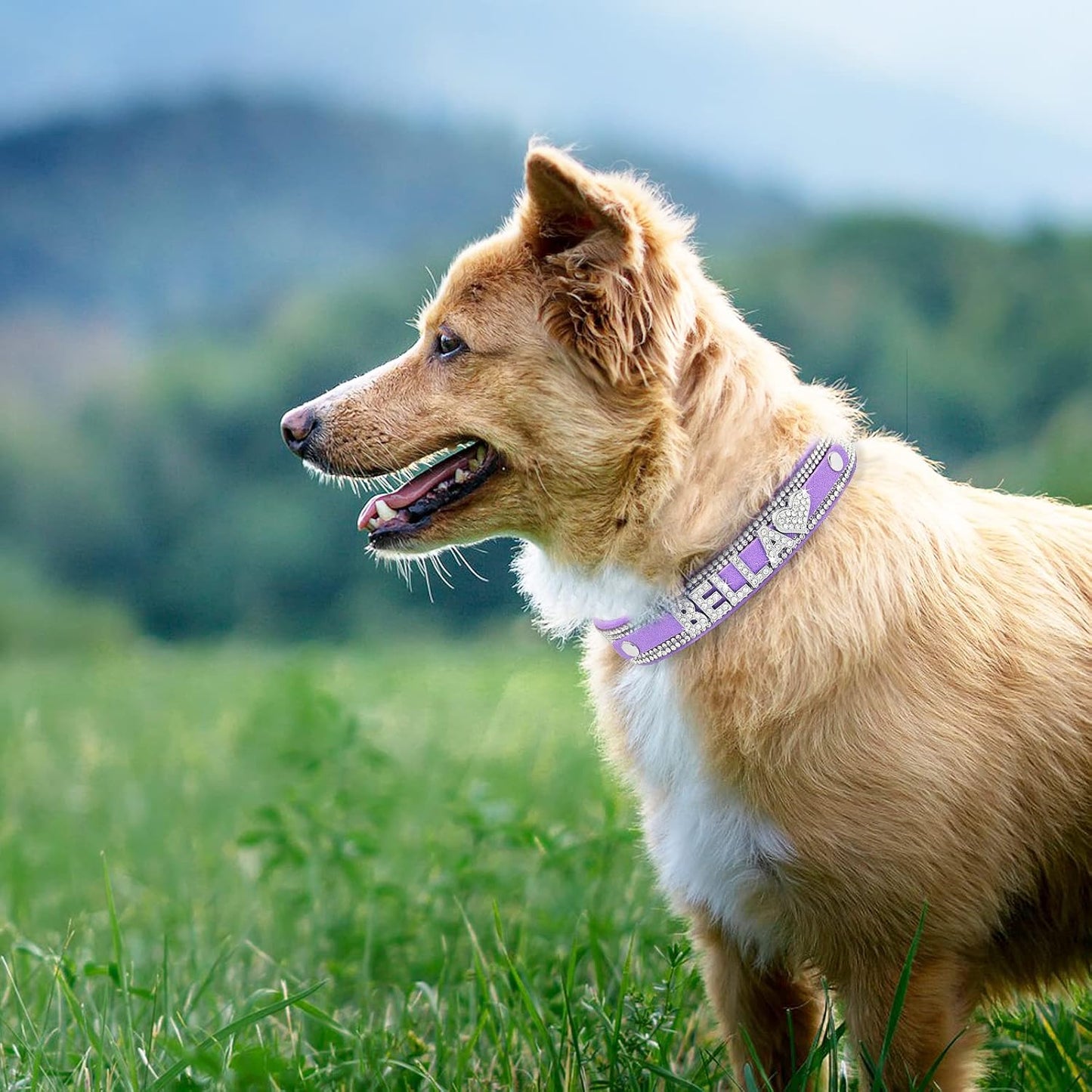 Crystal Dog Collar Personalized with Bling Name,Custom Sparkling Rhinestones Dog Collar for Small Medium Large Dog (XL,Purple)