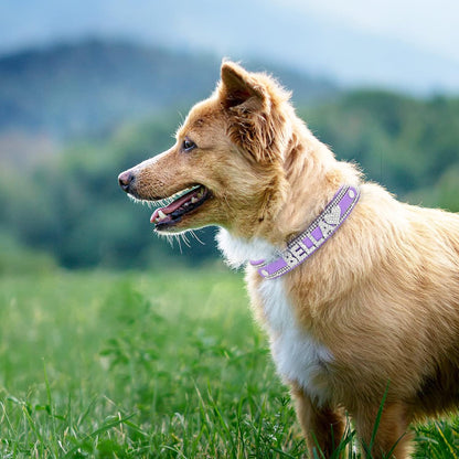 Crystal Dog Collar Personalized with Bling Name,Custom Sparkling Rhinestones Dog Collar for Small Medium Large Dog (XL,Purple)