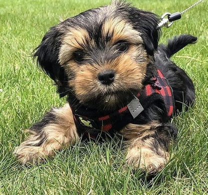 EcoBark Step in Dog Harness - Eco-Friendly Teacup Dog Harnesses for XXS, XS, and Small Dogs - Reflective and Adjustable Mini Body Halter Vest -Tiny Soft Mesh Toy Breed Harness (XXXS, Plaid)