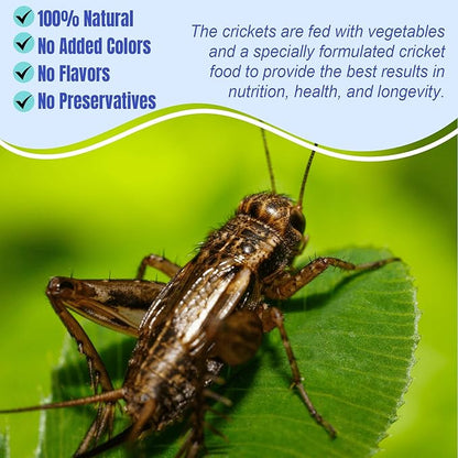 Amzey Appetizing Mealworms Natural Dried Crickets - Food for Bearded Dragons, Wild Birds, Chickens, Fish - (8 oz Resealable Bag) - Veterinary Certified