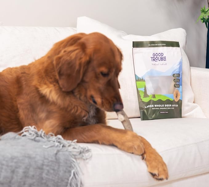 Good Trouble Premium Deer Antlers for Large Dogs – 2 Whole Antlers Pets - North American Sourced for Dental Health & Anxiety Relief - Odor-Free & Non-Toxic Chew Bone for Dogs