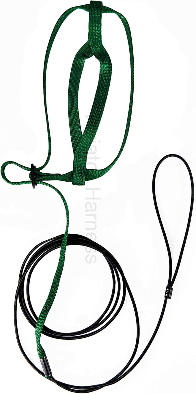 The AVIATOR Pet Bird Harness and Leash: Small Green