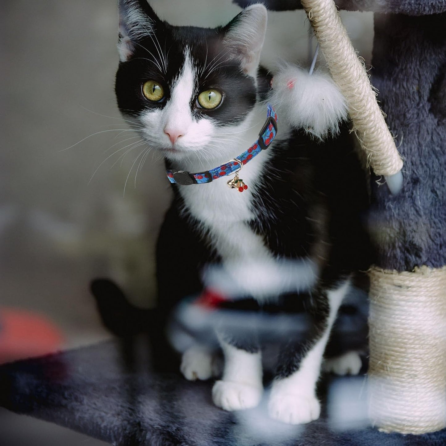 4 Pack Breakaway Cat Collar with Bell,Safety Adjustable Cat Collars Set with Fruit Pattern,Ideal for Girl Cats Boy Cats