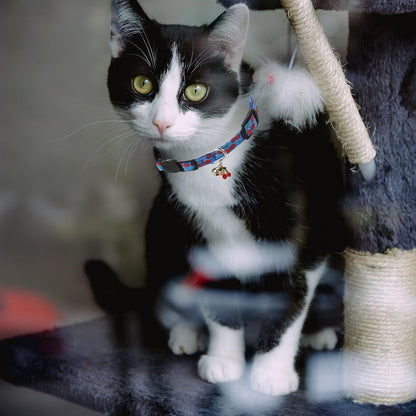 4 Pack Breakaway Cat Collar with Bell,Safety Adjustable Cat Collars Set with Fruit Pattern,Ideal for Girl Cats Boy Cats