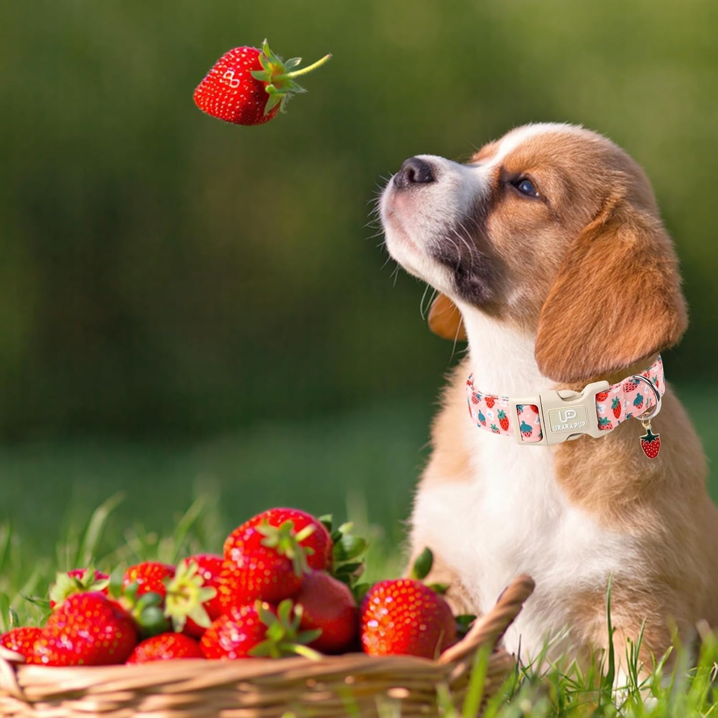 Dog Collar-Summer Puppy Collars-Adjustable Strawberry Pet Collar for Small,Medium,Large Dogs-Durable & Cute Design